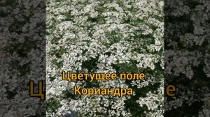 Редкий сорт меда - КОРИАНДРОВЫЙ МЁД! Полезные свойства мёда - Весь мед с нашей пасеки