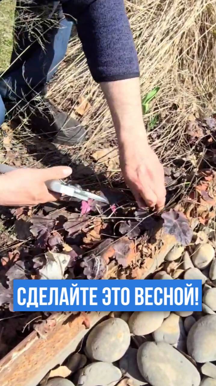 Сделайте эту обрезку весной! Гейхера и гейхерелла!