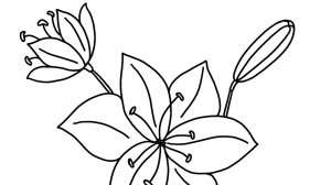 Рисуем лилии