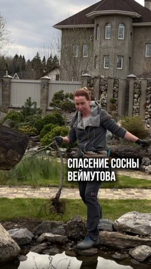 Как я спасала свою сосну