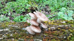 ПО ГРИБЫ НА РАДОНИЦУ 29 АПРЕЛЯ 2025 ГОДА ЭНТАЛОМА, ВЕШЕНКА, ШАМПИНЬОНЫ. грибное разнообразие #грибы