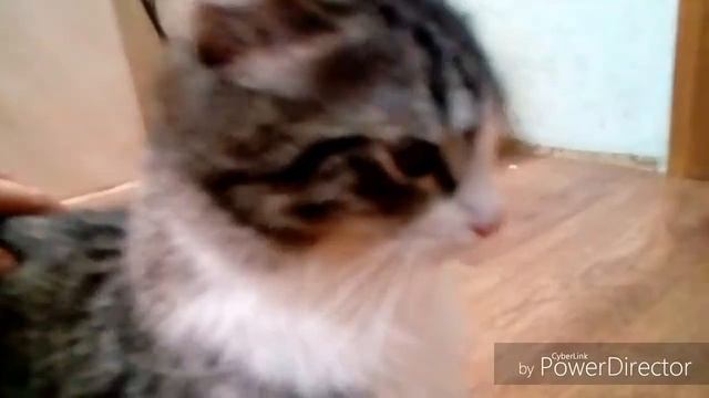 ТРЕК ПРО КОТА!! смотреть онлайн