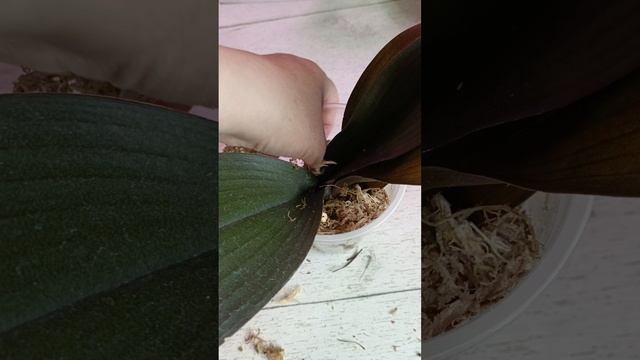 Как реанимировать умирающую орхидею? 🤔🧚♀🌿🧚♀🌿 я делаю так! #орхидея #фаленопсис #цветыдлядома