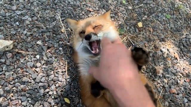 ЛиСяо. Алиса - Лиса / Прикольные Моменты с Алисой ч. 7 / Alice the Fox смотреть онлайн