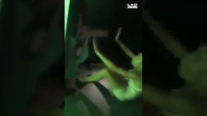 Истинные английские девушки  | Пьяные девушки