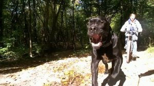 Кане корсо собака убийца ))