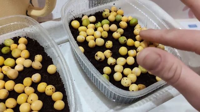 продолжение ( усики гороха ) на микрозелень смотреть онлайн