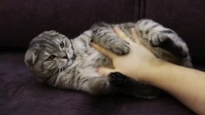 🤣 Смешно до слез! 🐶 приколы про собак и 😻 кошек -  приколы собак и кошек