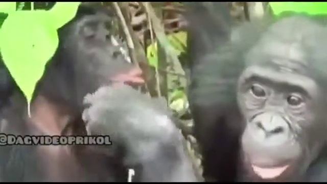 Смешные обезьяны . смотреть онлайн