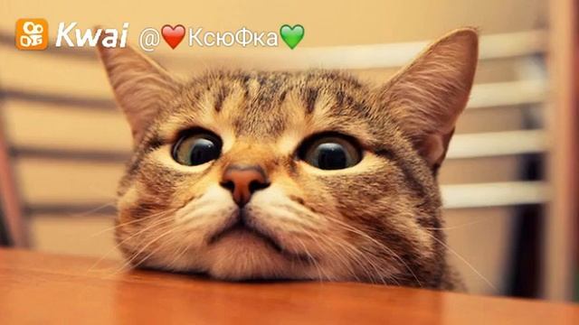 Мой кот смотреть онлайн