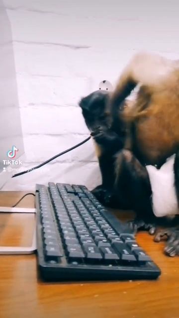 Питри осваивает компьютер 😊 смотреть онлайн