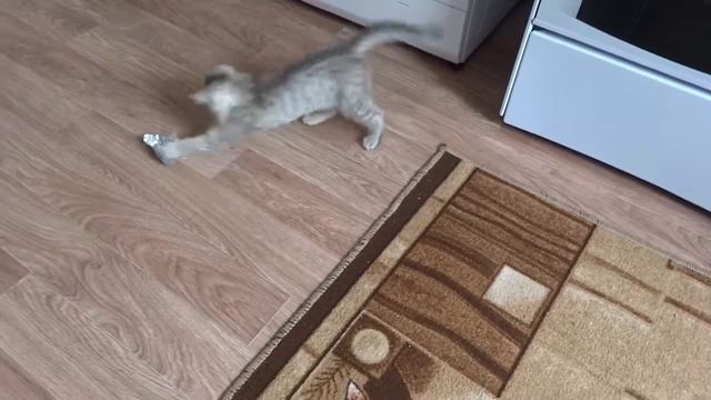 ПРИКОЛЫ - ПРИКОЛЬНЫЙ КОТИК МУРЗИК смотреть онлайн