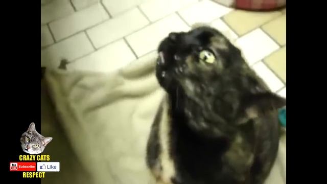 Crazy Cats Series 3 the best humor about cats лучшие приколы про кошек смотреть онлайн