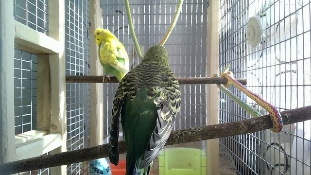 🦜 Жизнь волнистых попугаев в вольере | Весёлые волнистики радуются жизни