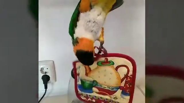 Попугай,  юмор, смех и позитив