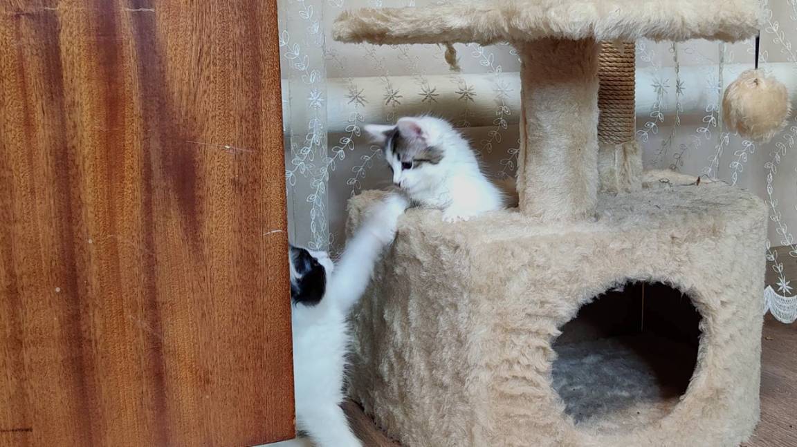 Домик для котят. Милые кошачьи семена. Мама-кошка и ее котята.