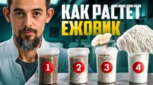 Четыре этапа роста ежовика за 6 минут!
