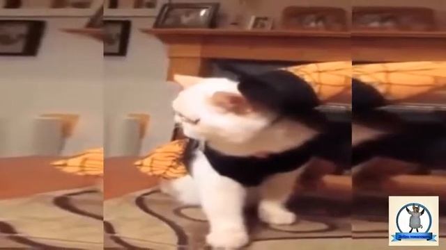 Приколы с котами Прикольные костюмы для кошек и собак смотреть онлайн