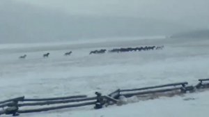 волки гонят табун лошадей в Тункинском районе Бурятии