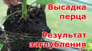 По два и по одному перцу в лунку. Высадка рассады перца в теплицу. Что положить в лунки к перцу.