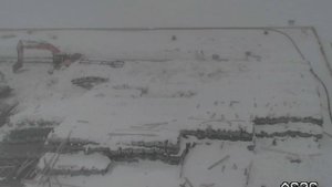 Белый медведь