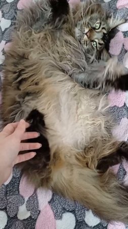 утро доброе #моякошка #сева #cat #веселыекоты #прикольныекоты #котик #животные #видосыоткота #кот