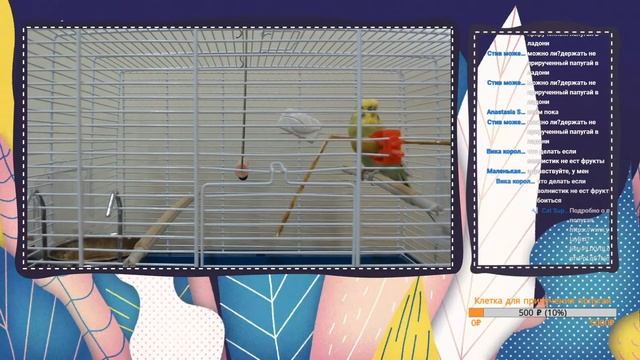 Ответы на вопросы о попугаях в прямом эфире