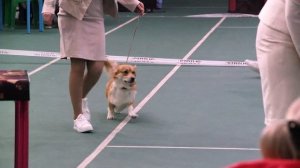 Выставка собак Воронеж 25 02 2024 #собака #dog #выставка