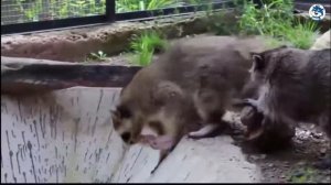 Смешное видео с енотами Смешные еноты полоскуны Приколы с енотами 2018