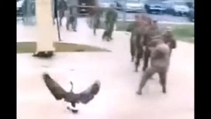 Смешные новости сегодня. Подборка странных новостей.