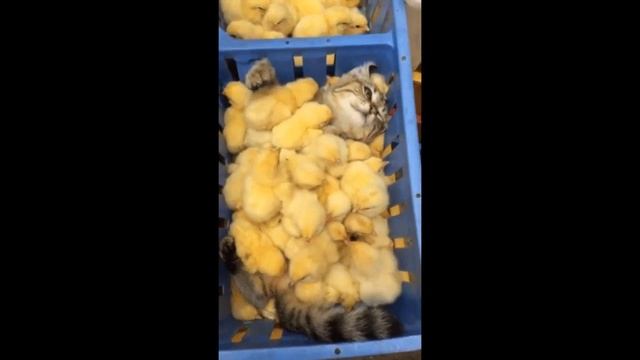 TRAMP online COUB #2 \ Трамплин нарезка Кубов #2 \ Панин с собакой смотреть онлайн