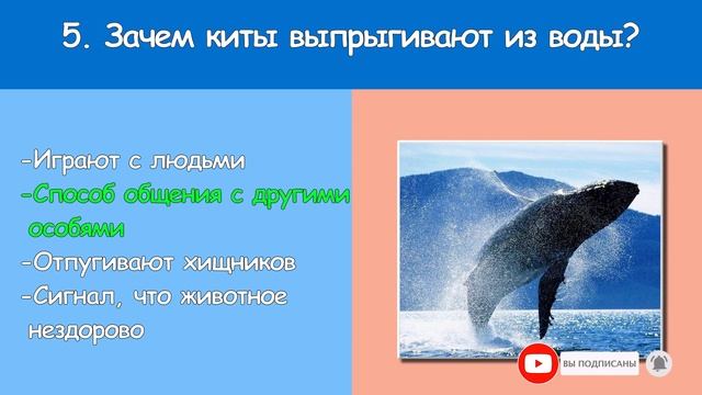 Что вы знаете о китах? Интересный тест смотреть онлайн
