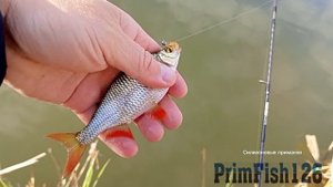 тест приманок:мотыль
#мормышинг #наноджиг #спиннинг