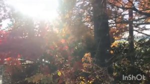 Лена Хеппи покажет Селима за $ и отлучит хейтеров от контента. НГ без Родни. Lena Happy