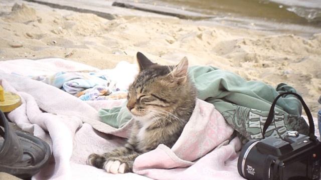 Кошки отдыхают на пляже показ слайдов 2015! смотреть онлайн