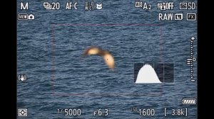 Менять или НЕ МЕНЯТЬ？ Nikon Z8 & Z9 vs Canon R5