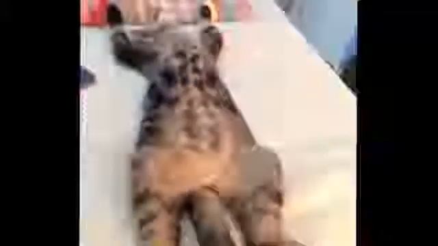 Супер смешные животные на Trepology.ru смотреть онлайн