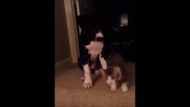 Смешное Видео с Кошками! Веселые Кошки 2015  //   Funny Cats Video смотреть онлайн