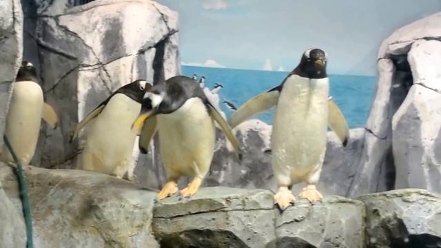 Приколы с животными. Пингвины на подиуме. Ржач смотреть онлайн