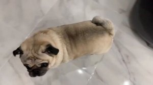 ПРИКОЛЫ С МОПСАМИ /САМЫЕ СМЕШНЫЕ И ЛУЧШИЕ МОПСЫ 2020 /СОБАКИ МОПСЫ ВЕСЕЛЯТСЯ /FUNNY PUGS