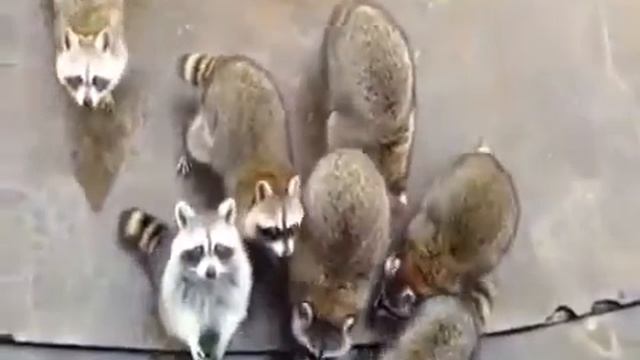 Приколы с енотами 16 часть