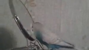 волнистый  попугай Тима