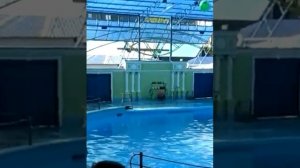 Дельфинарий в туапсе