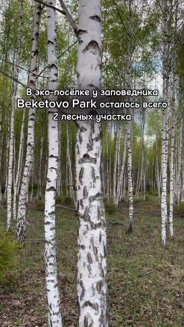 Идеальное место для домика в лесу