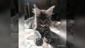 смешные котята мейн Кун.в добрые руки