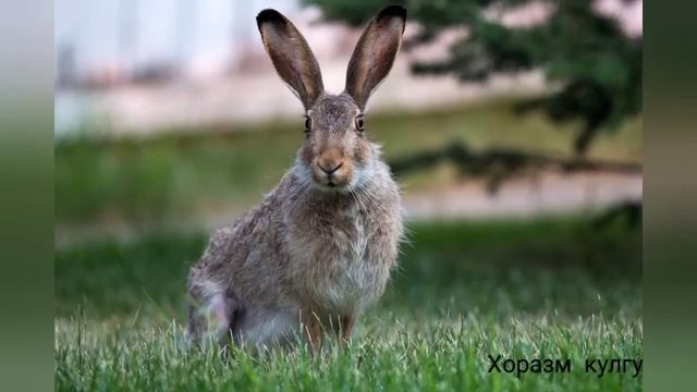 Хоразмча анекдот. Хоразм прикол . Зерип кизикчи. смотреть онлайн