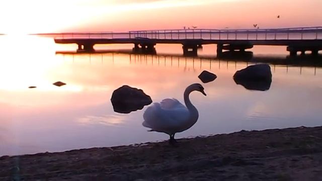 Белорусский лебедь смотреть онлайн
