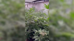 В Санкт-Петербурге задержаны подозреваемые в незаконном обороте наркотиков