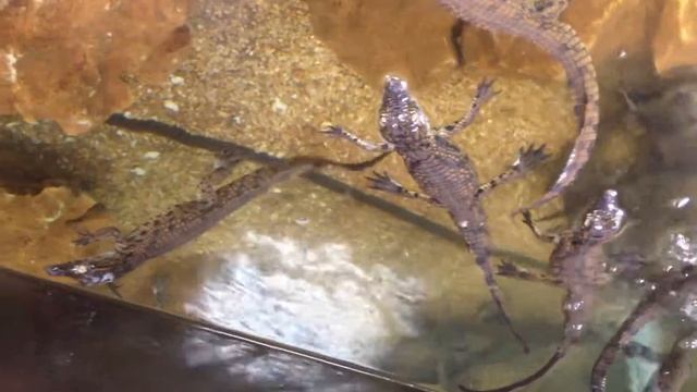 Bébés crocodiles de CROCOPARC Agadir смотреть онлайн