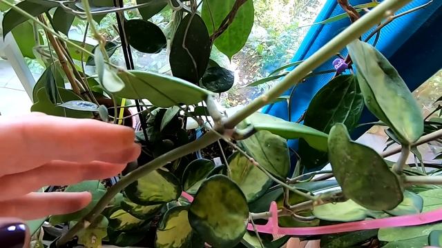 UPDATE PLANTES dans la véranda🌿 Des fleurs 🌸des nouvelles feuilles🌿 et des cochenilles 😅 смотреть онлайн